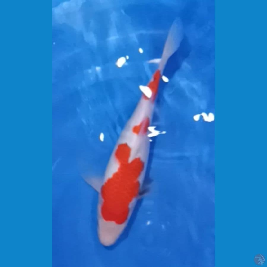 Sanke F1 Momotaro 28cm
