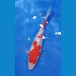Sanke F1 Momotaro 28cm