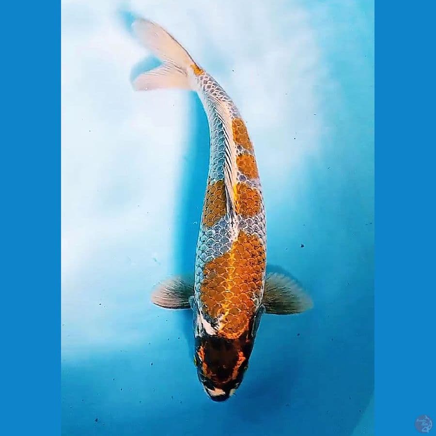 35 cm kogane male