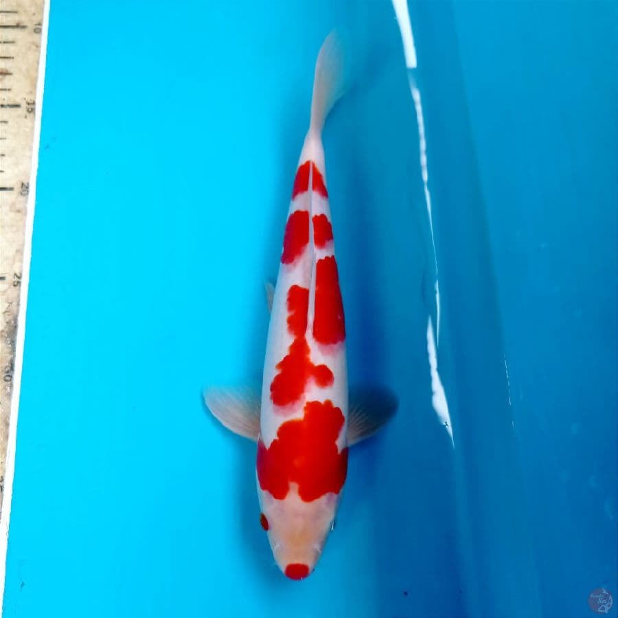 kohaku, 26 cm