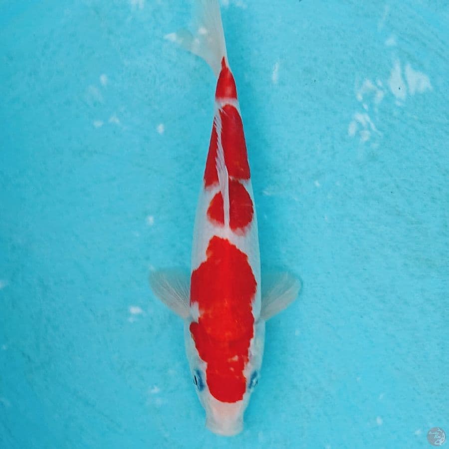 KOHAKU 24 CM