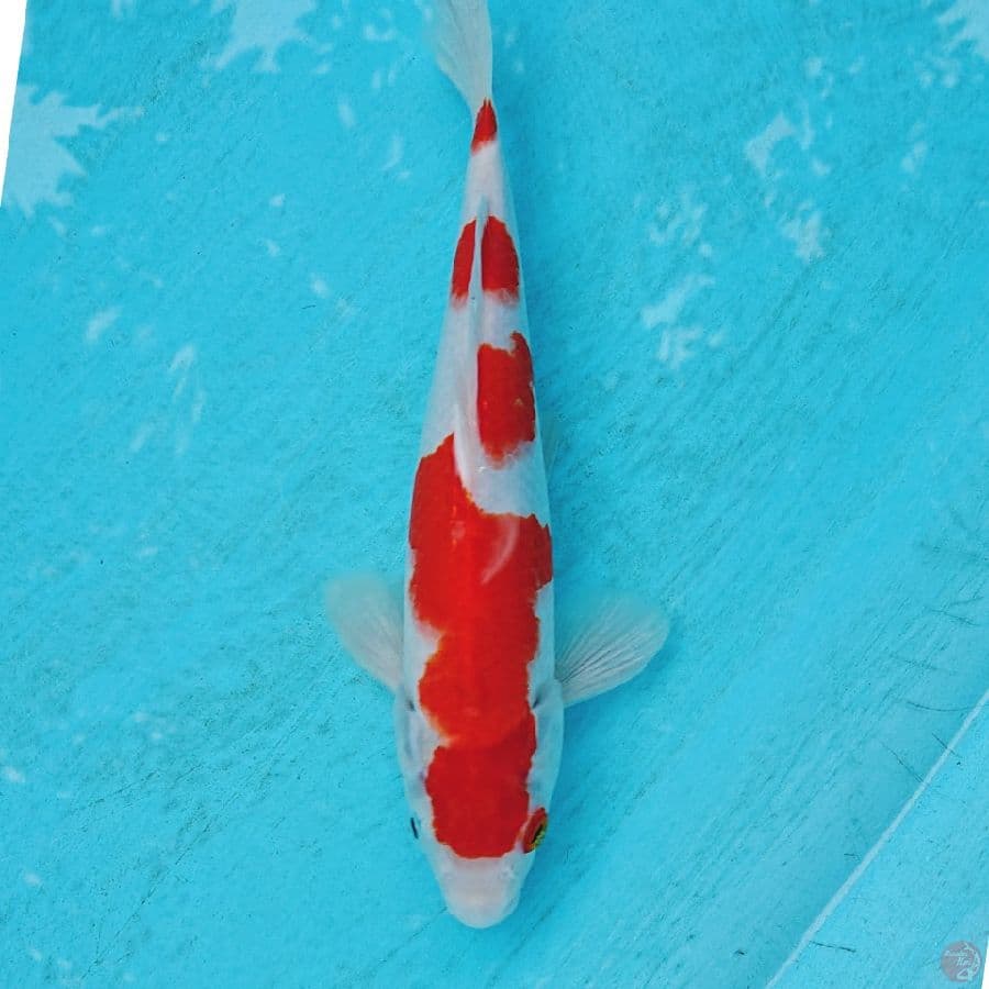 KOHAKU 25CM