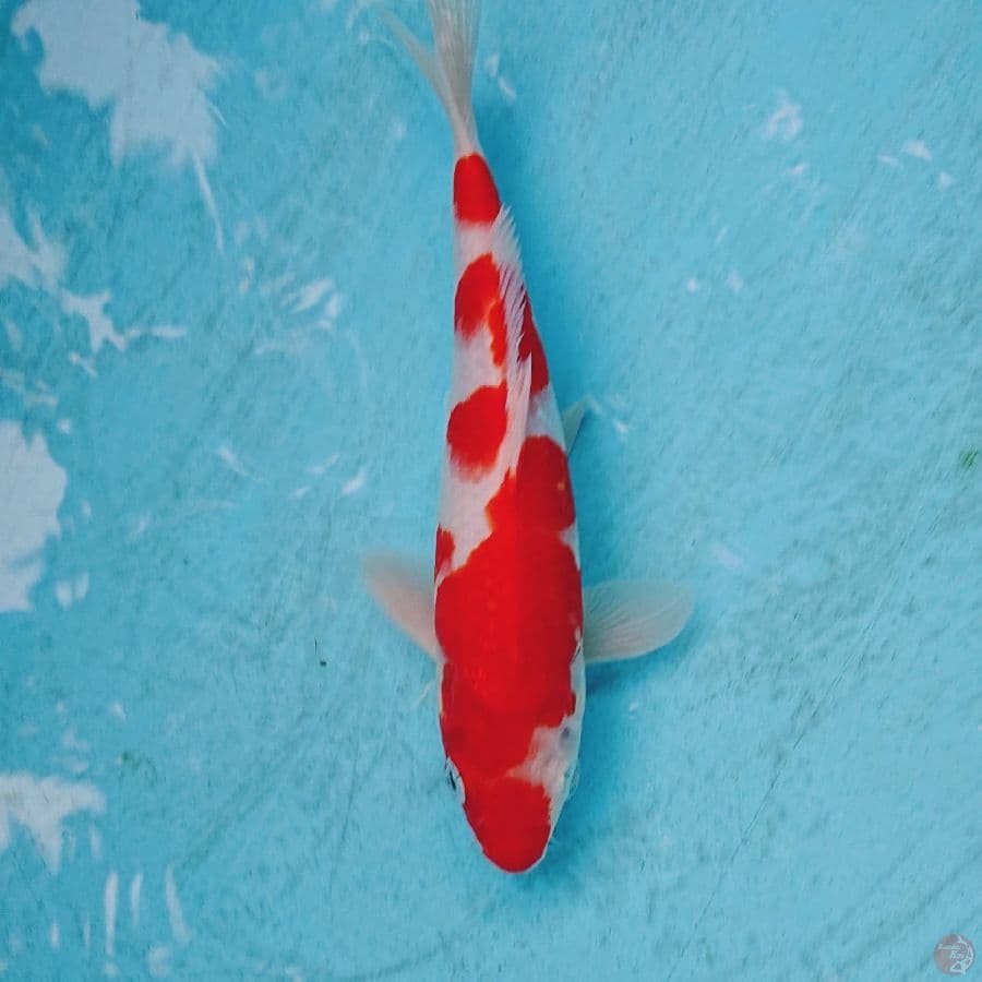KOHAKU 23 CM