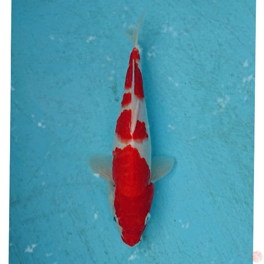KOHAKU 24 CM