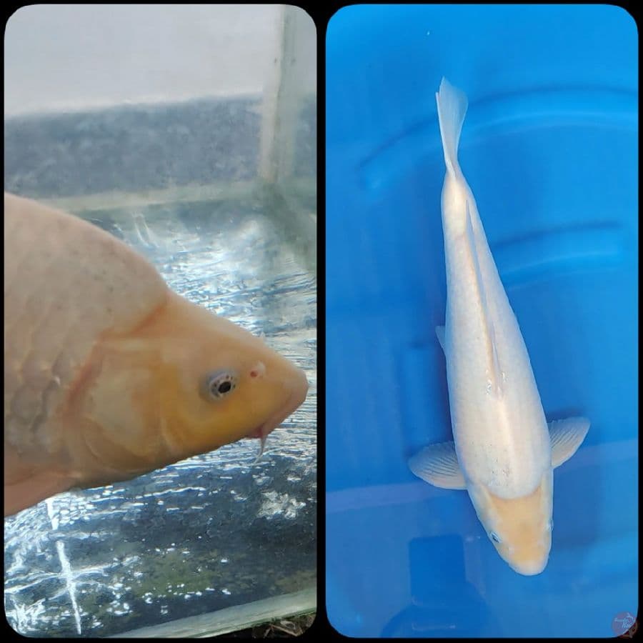 Shiromuji 43up Jantan munuk