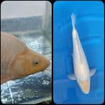 Shiromuji 43up Jantan munuk