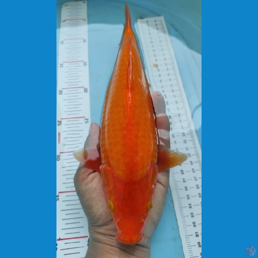 red karasi 32cm