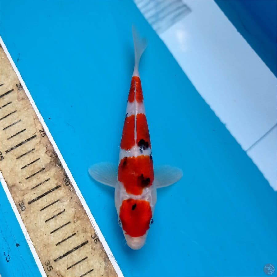 marute sanke, 18 cm