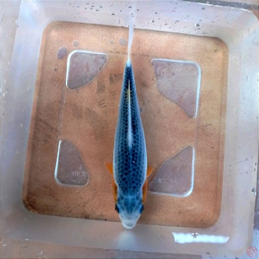 asagi, 15 cm