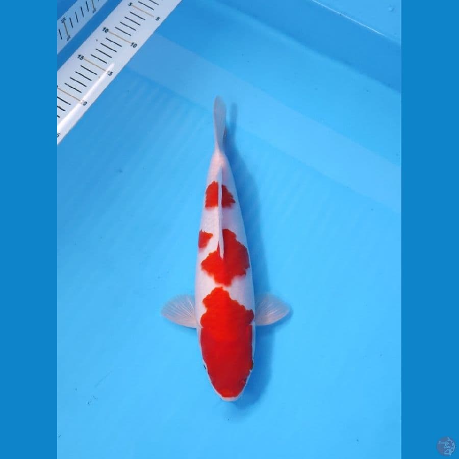 KOHAKU HQ RED STRONG 30CM - MALE