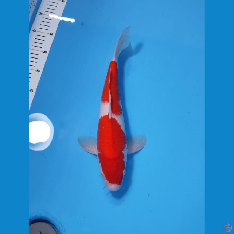 KOHAKU BAKAT JUMBO 35CM - MALE 