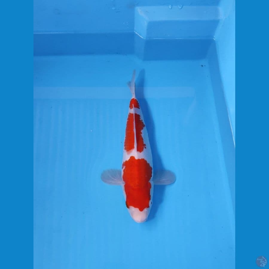 KOHAKU RED STRONG 30CM - FEEMALE 