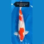 jumbo kohaku 54 cm