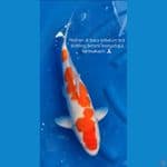 Jumbo kohaku 49 cm