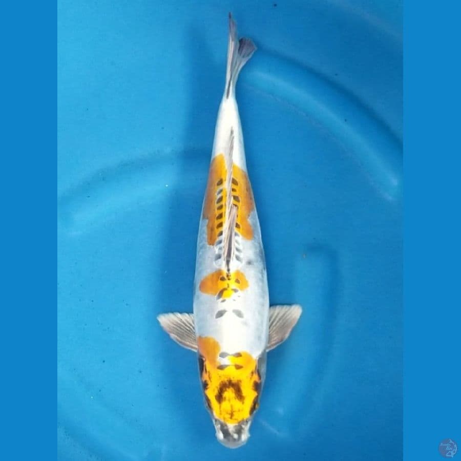 KIKOKURYU 36 CM MALE