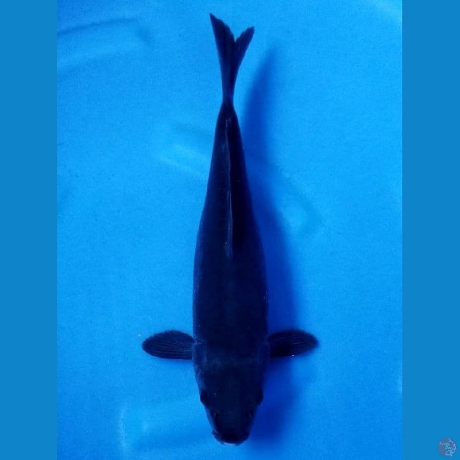 HAJIRO DOITSU 36 CM FM
