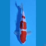 KOHAKU HQ CALON JUMBO ~30cm/Feemale~