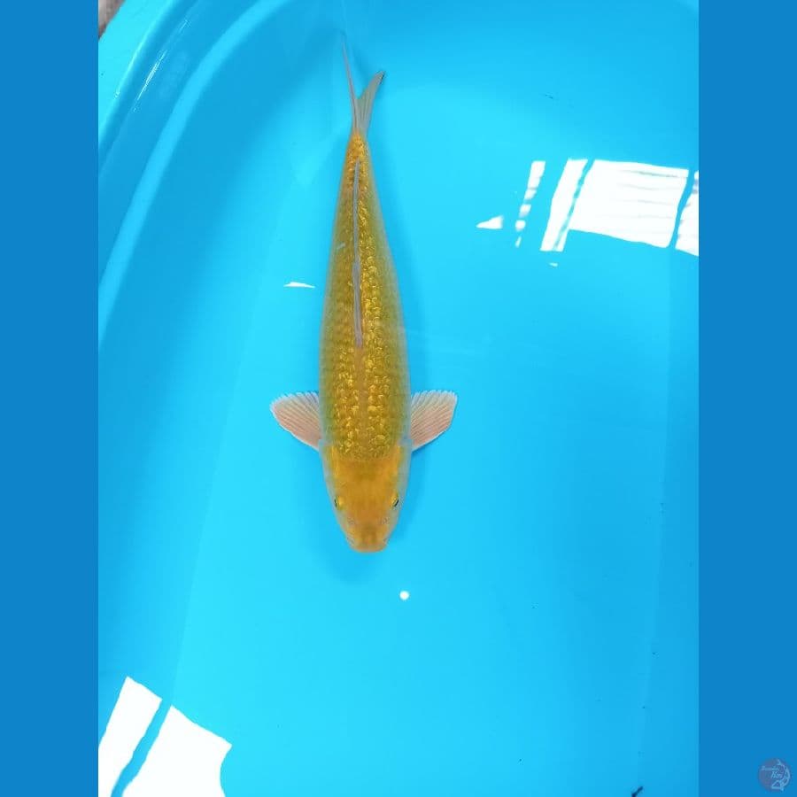 KARASI 45 CM