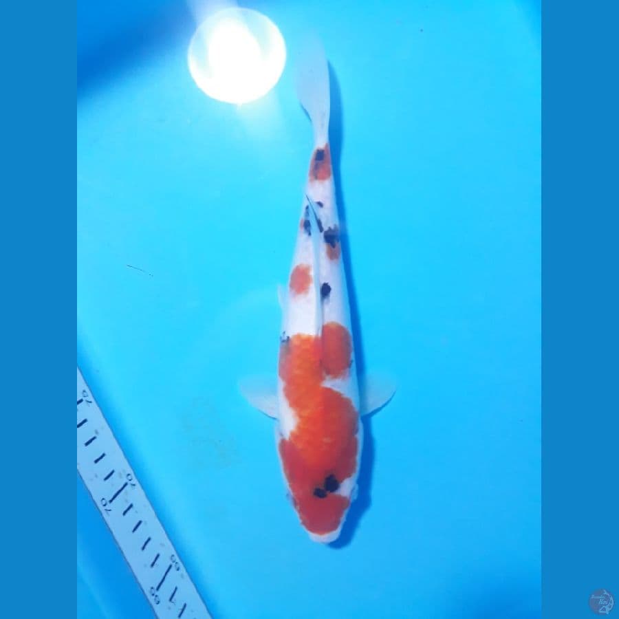 sangke 25cm