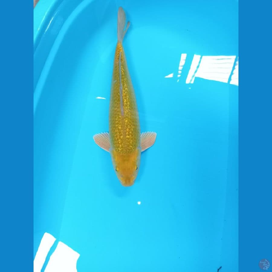 KARASI GINDRIN 45 CM 