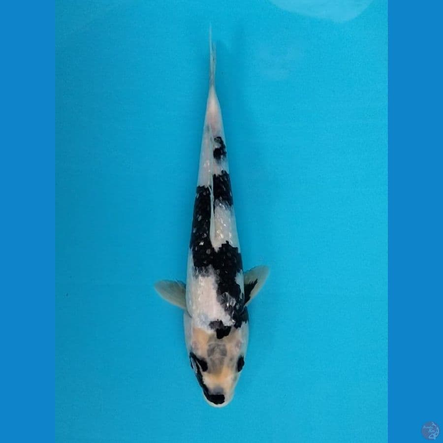 Shiro gindrin 29cm