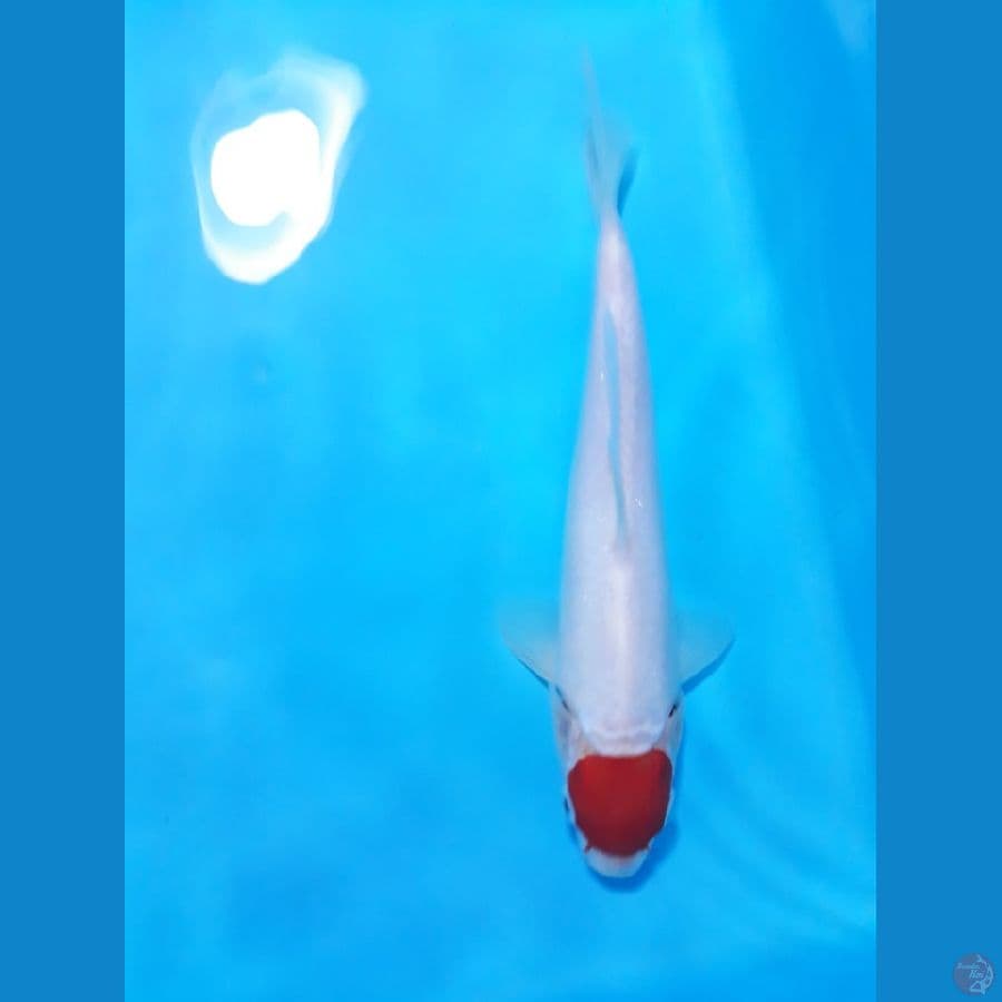 tancho 21cm
