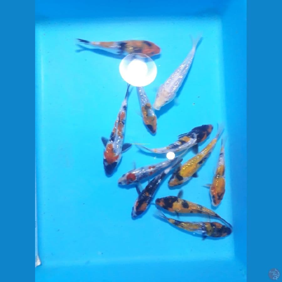aowa gindrin 10.15cm 