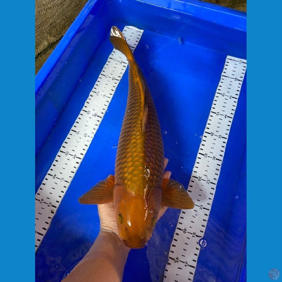 jantan 45  cm ~F