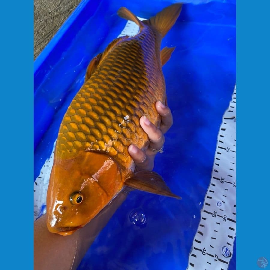 jantan 45  cm ~F