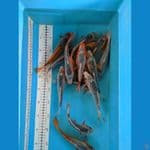 ASAGI 17-21 CM UNCHEK 