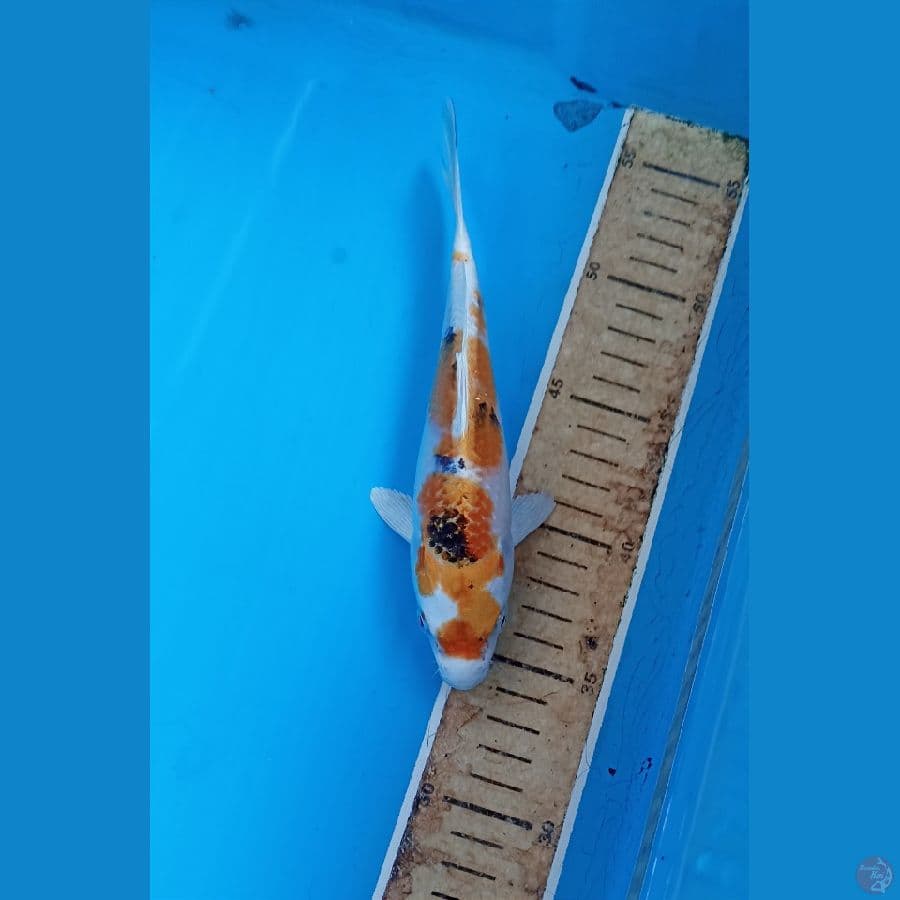 Yamato 19cm