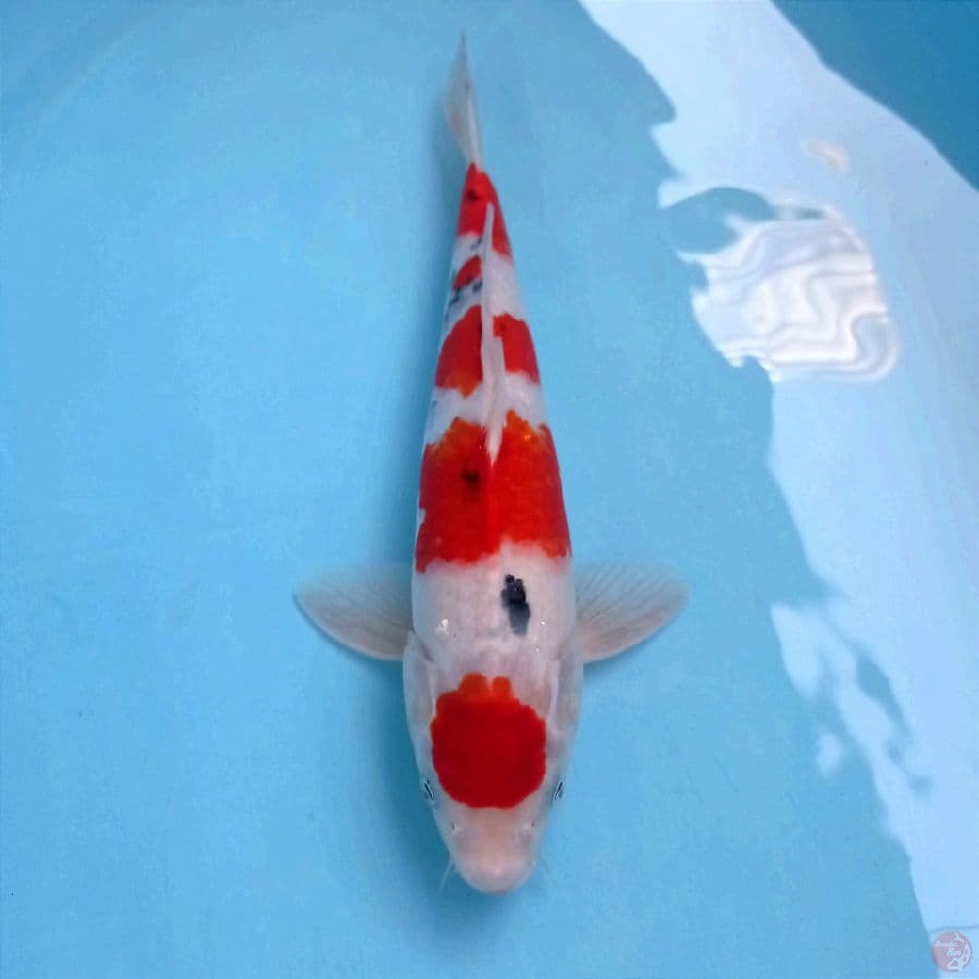 marutan sanke, 31 cm