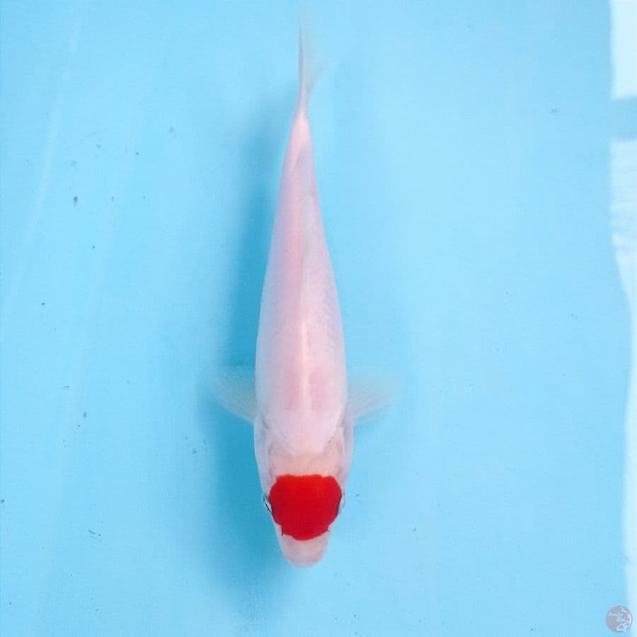 tancho, 21 cm