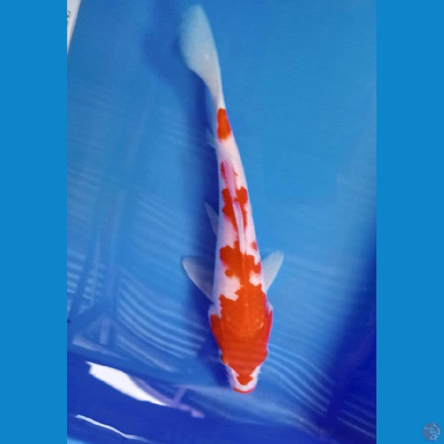 kohaku25