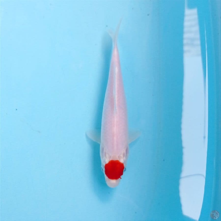 tancho, 19 cm