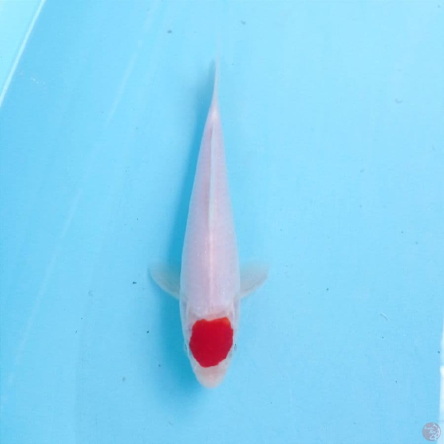 tancho, 18 cm