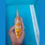 Hariwake 22cm