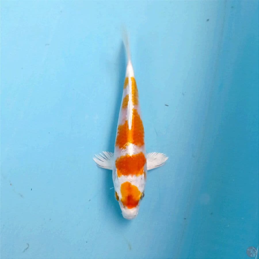 hariwake, 17 cm