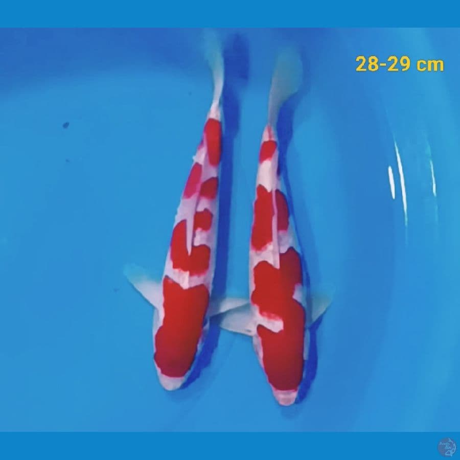 all male 28-29 cm