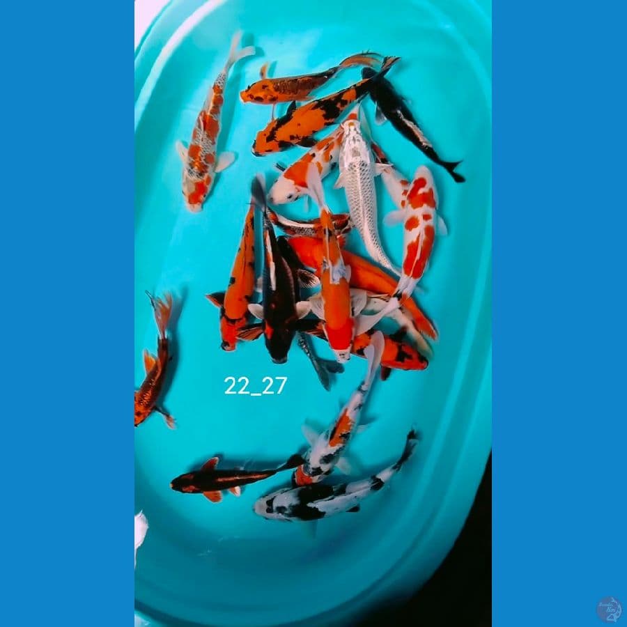 mik 22_27cm 20ekor