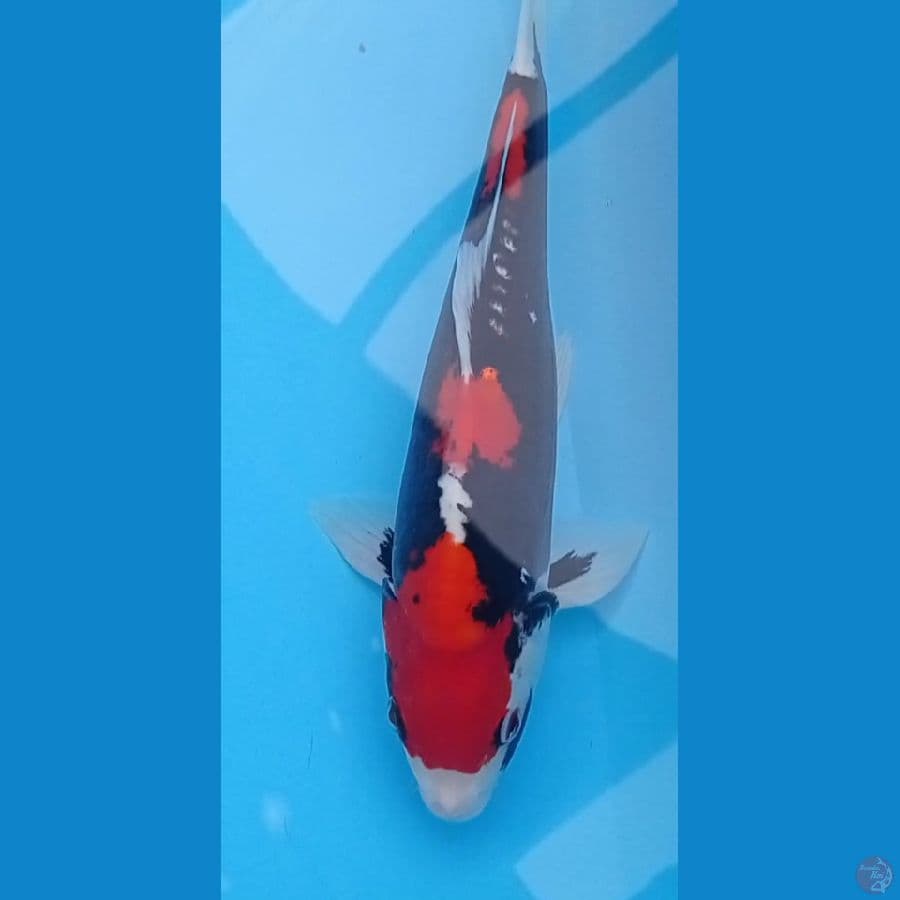 SQ 