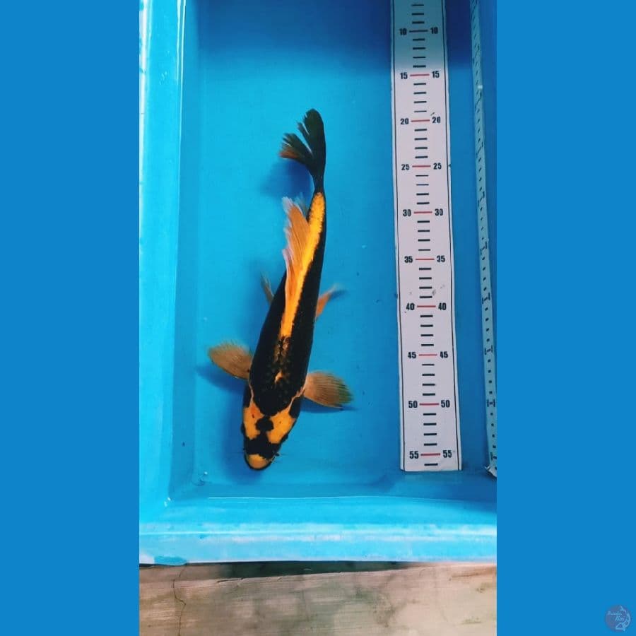 Kumpay Kabuto