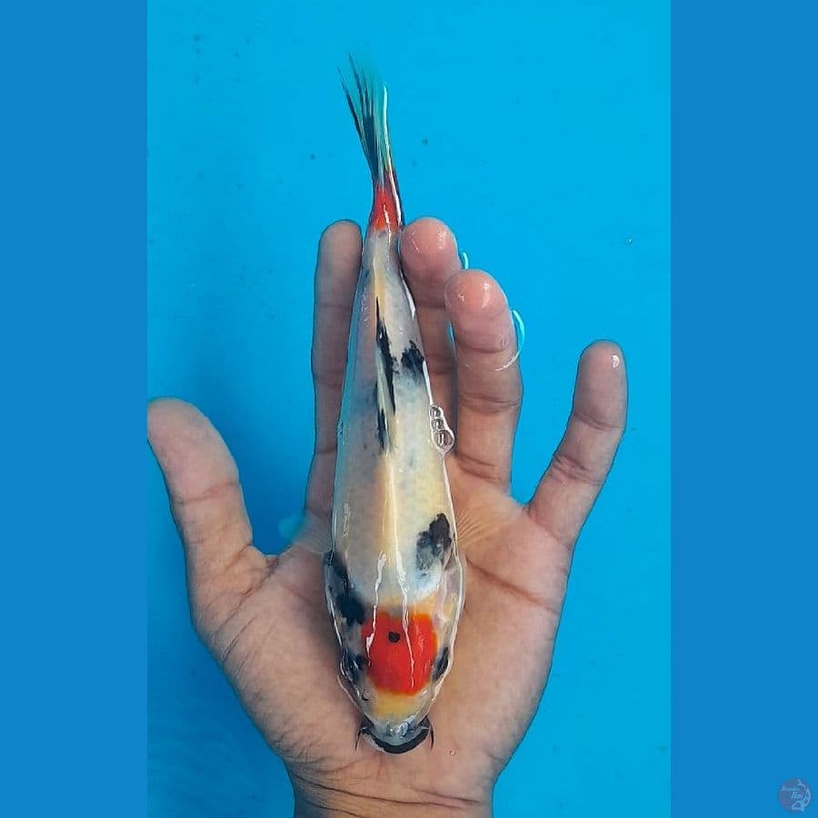 TANCHO SHOWA (19CM)