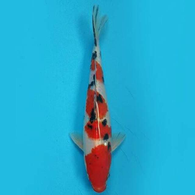 Sanke 26cm