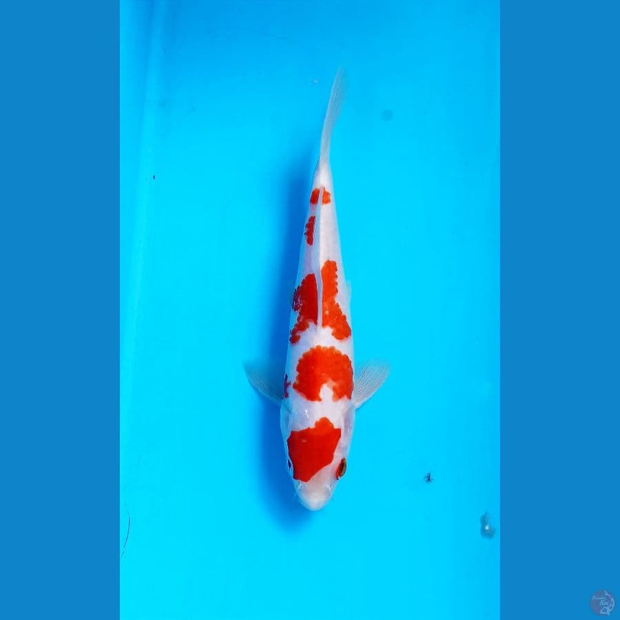 Kohaku 21cm