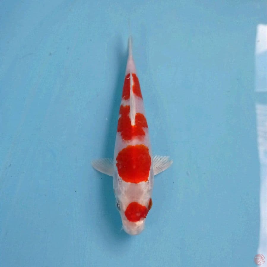 sakura ogon, 18 cm
