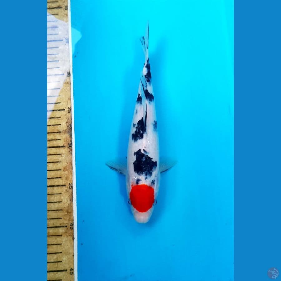 Tancho 25cm