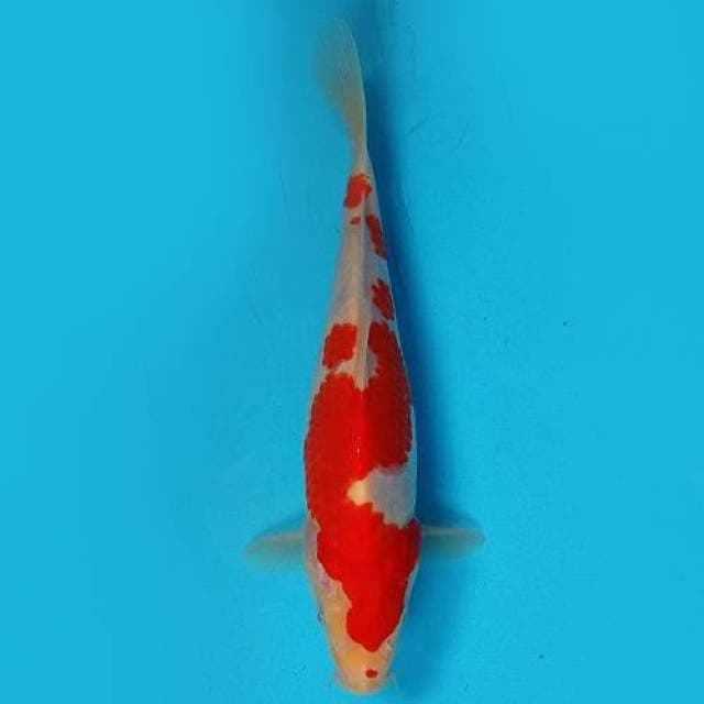 23CM - KOHAKU