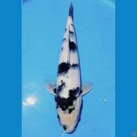 tategoi 36 cm