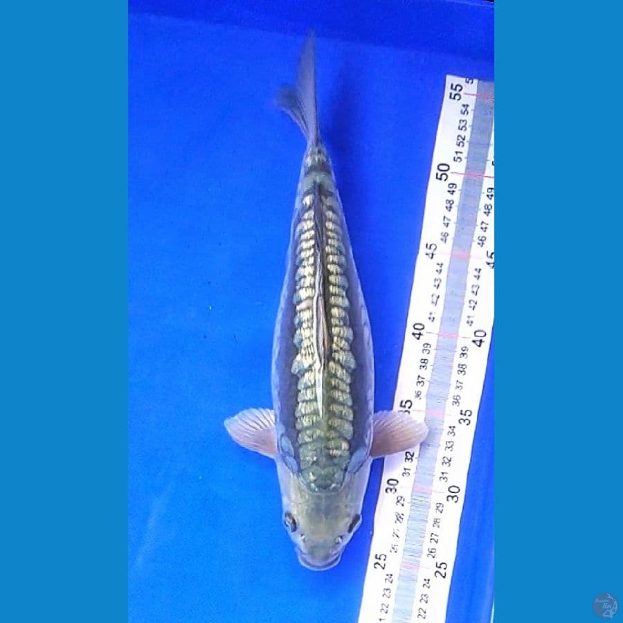 ARAGOKE (30CM) FML